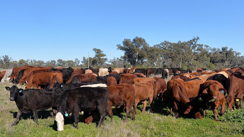 new-bid-for-the-kidman-estate-australia-s-largest-cattle-farm-bbc-news