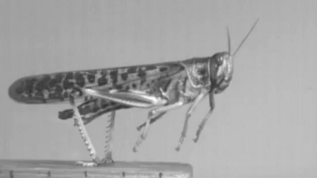 VIDEO: Acrobats of the insect world