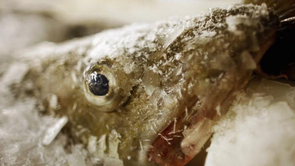 North Sea cod put back on the menu