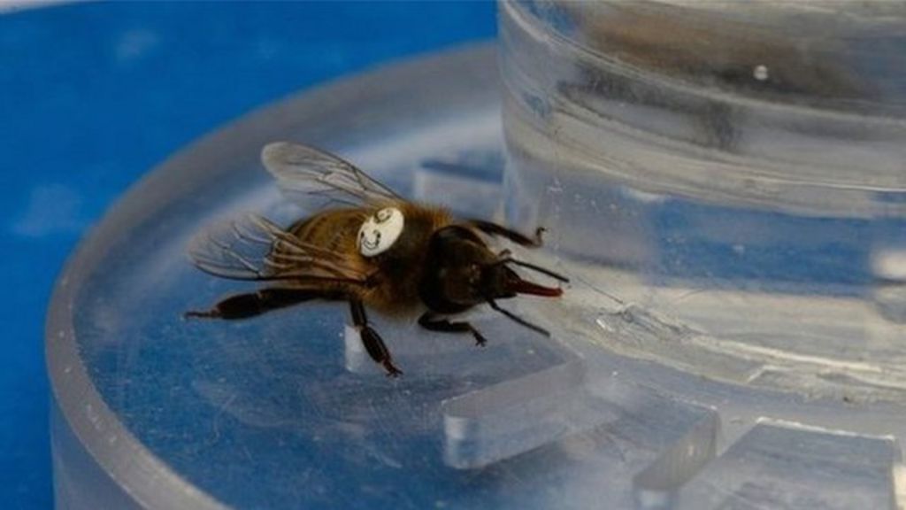 VIDEO: How bees showed a caffeine addiction