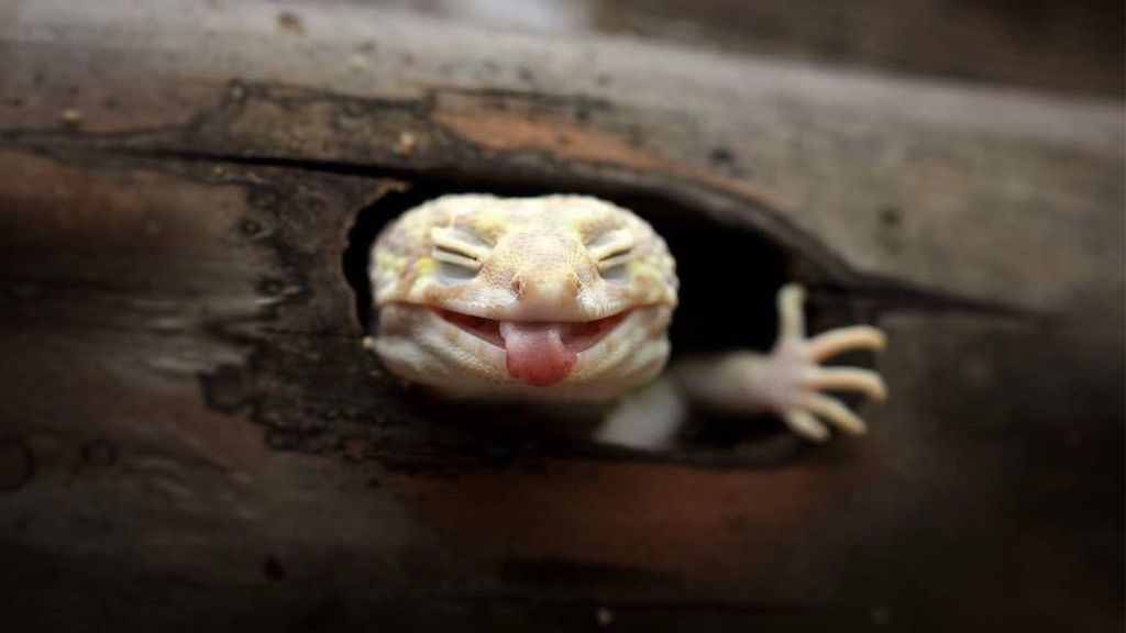 Sorriso de sapo, língua de lagarto: o fotógrafo que capta as ... - BBC Brasil