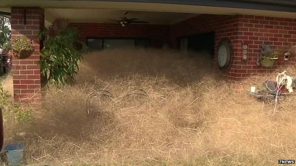 VIDEO: 'Hairy panic' invades Australia town