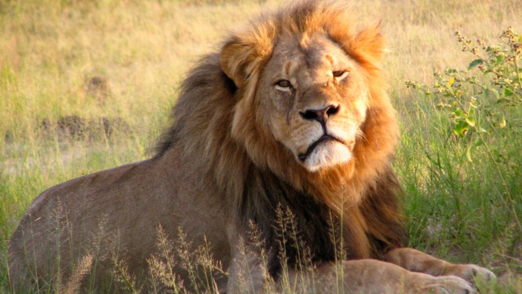 Zimbabwe seeks second 'lion killer'
