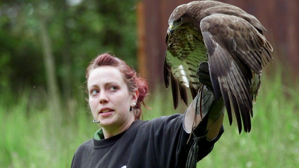 VIDEO: Trialling the tech to track birds