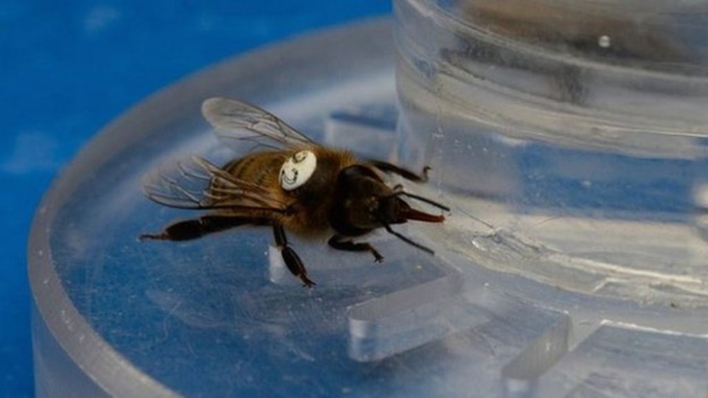 Caffeinated plants give bees a buzz
