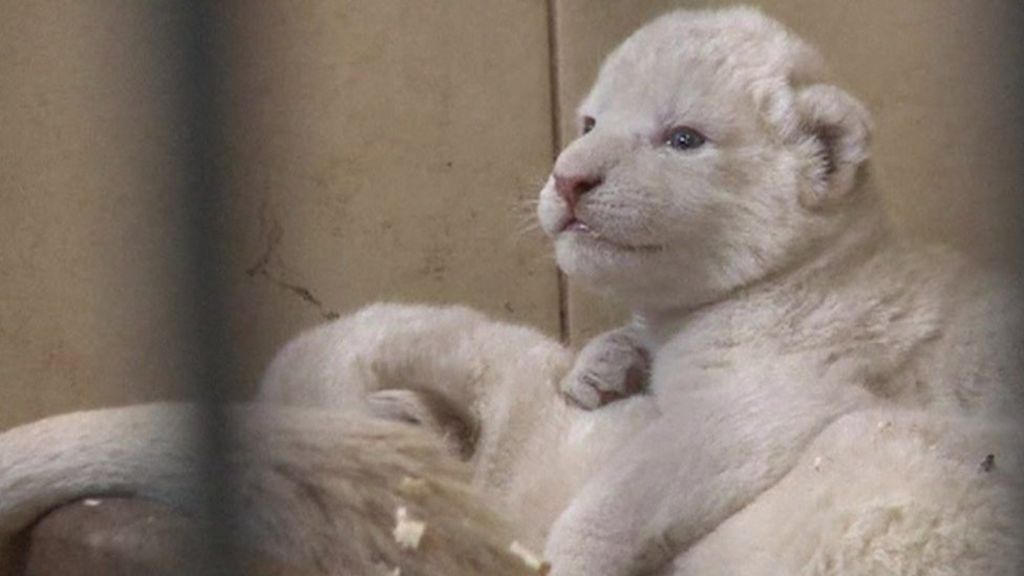 Four rare white lions cubs born in Poland