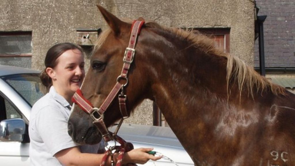 Horse dies after 'sexual assault'