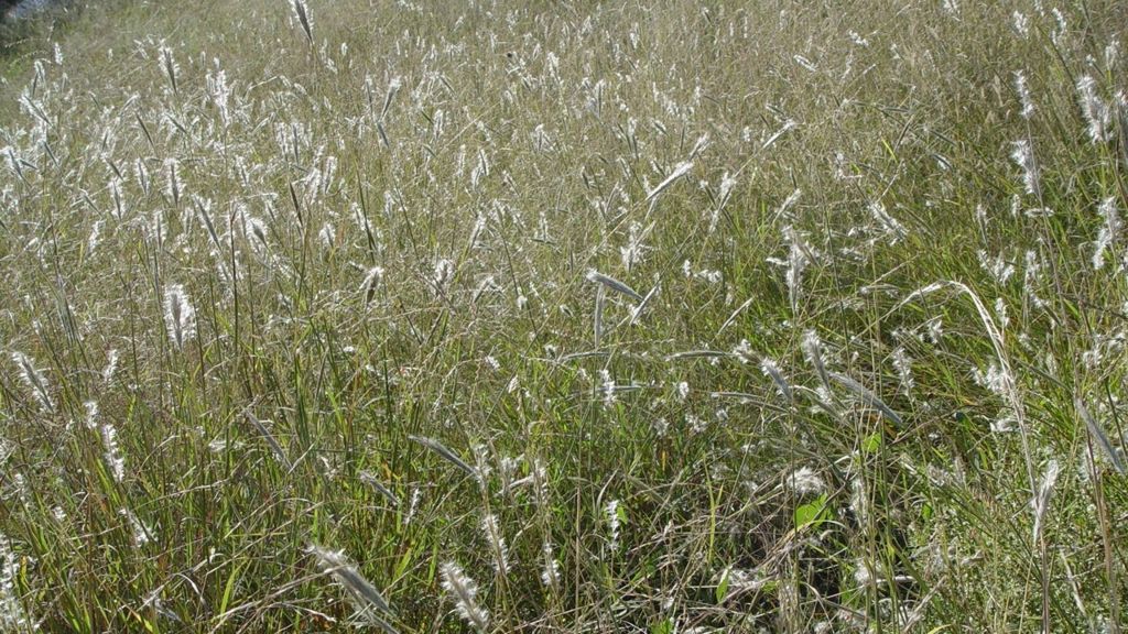 Grass food crops facing climate change challenge