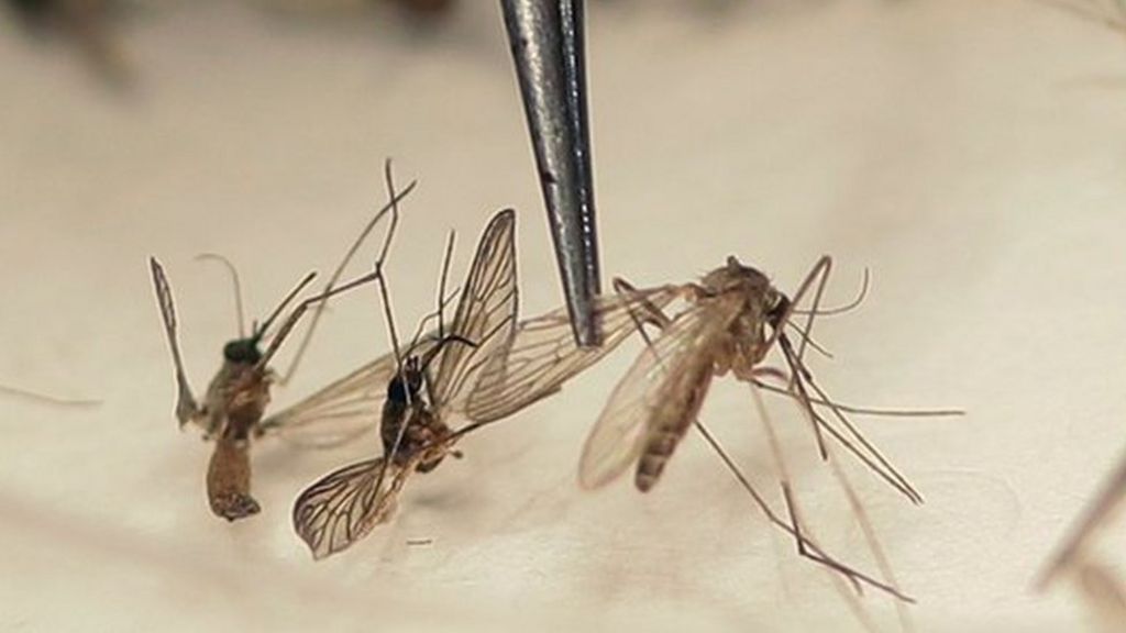 WHO backs GM mosquito trials over Zika