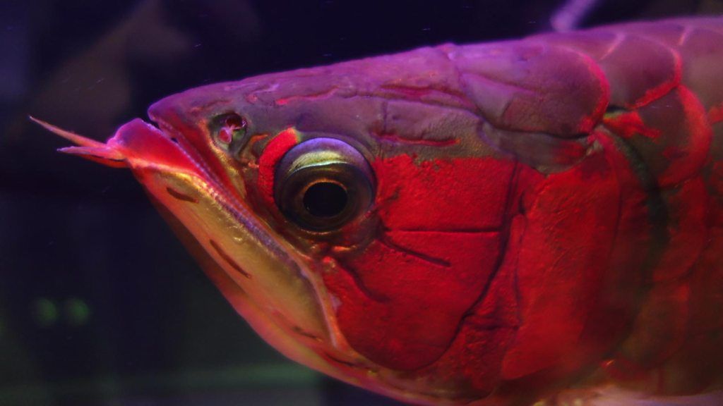 The deadly trade around exotic fish
