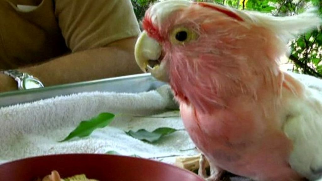'Oldest' pink cockatoo dies at 83