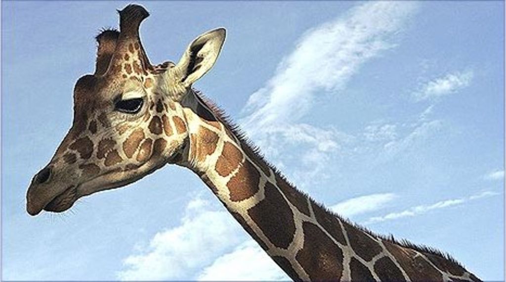 Who, what, why Are giraffes more at risk from lightning? BBC News