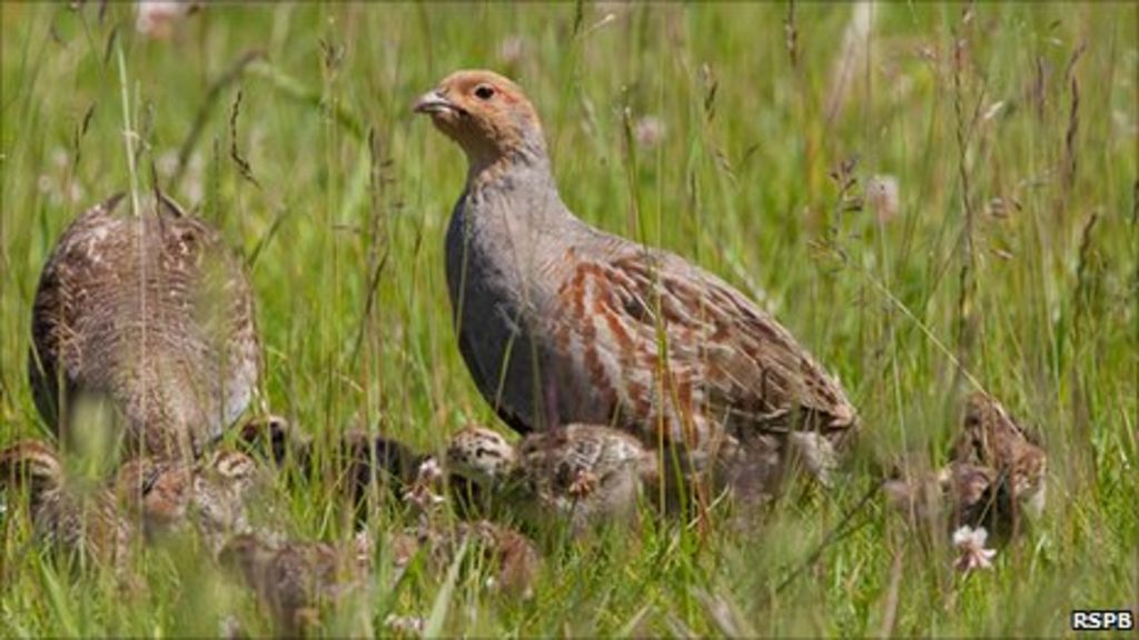 Grey partridge makes comeback on farm land BBC News