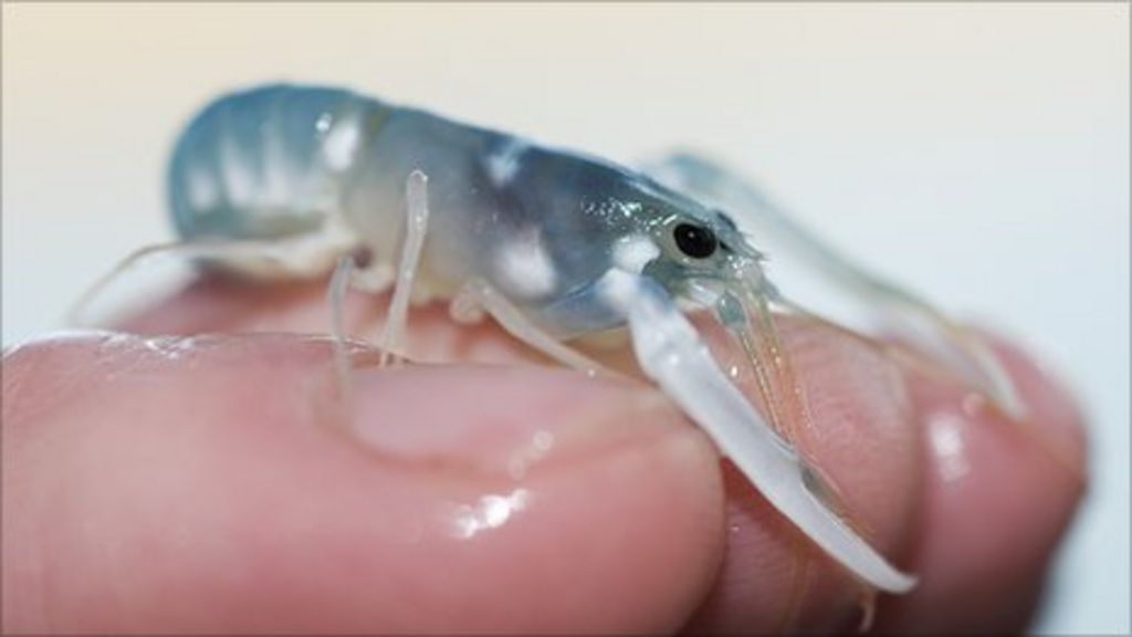 Baby lobsters released on to Weymouth Bay reef BBC News
