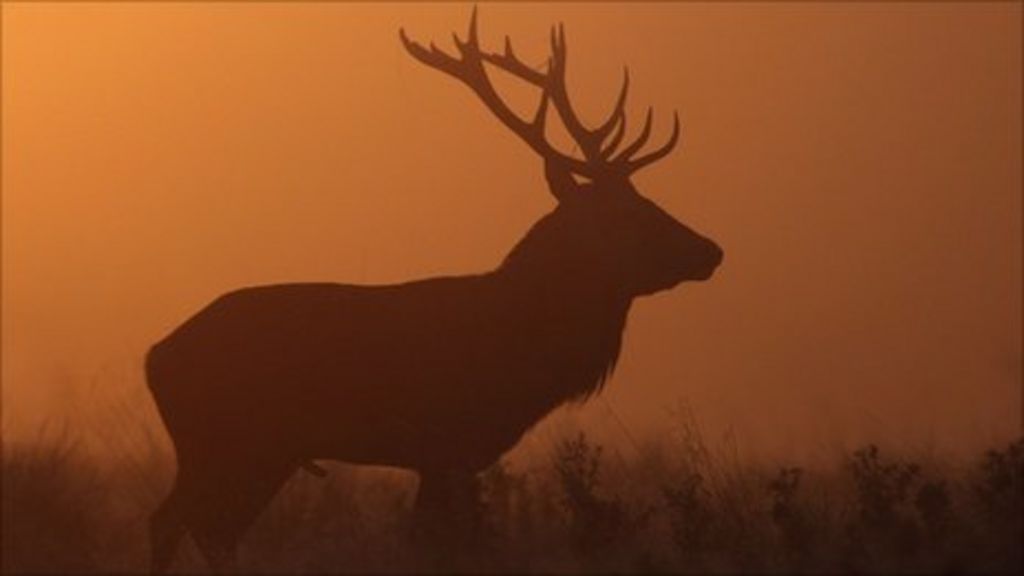 Effects of weather on red deer studied by UHI BBC News