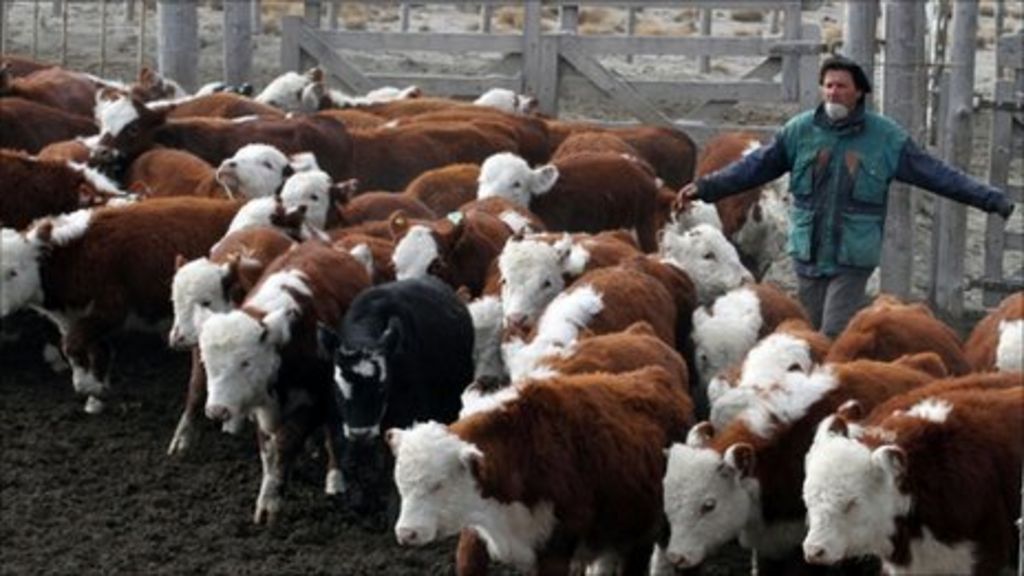 The Decline Of Argentina's Beef Industry - Bbc News