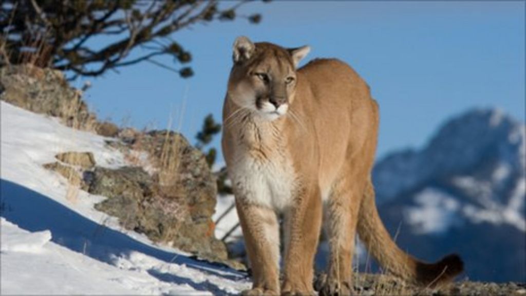 Connecticut mountain lion 'crossed US' before death BBC News