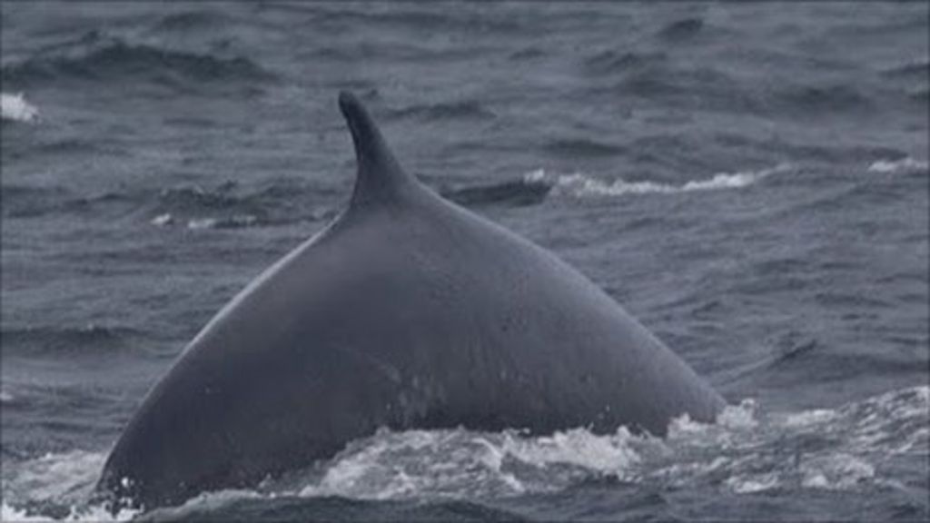 Huge fin whales make return to Pembrokeshire waters - BBC News