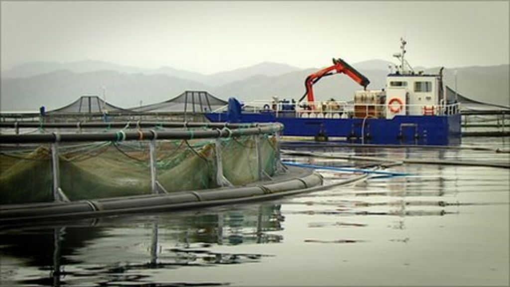Salmon firm Marine Harvest to invest £80m in Scottish fish farming