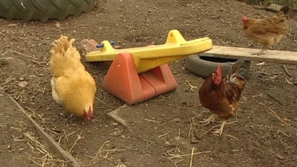 Derbyshire Farms Tortured Chickens Kicked Like Footballs Bbc News