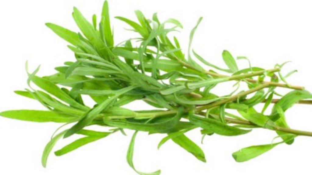 Who, What, Why Where has all the tarragon gone? BBC News