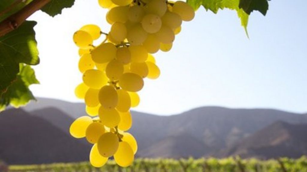 Sun to keep Atacama Desert’s grapes growing BBC News