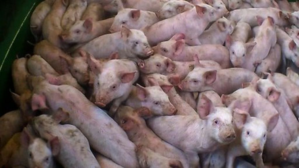 rspca-inspects-norfolk-pig-abuse-farms-after-filming-bbc-news