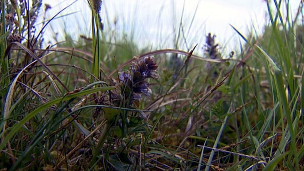 Highland landscape shows signs of climate change BBC News