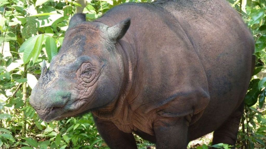 Endangered Sumatran rhinoceros born in captivity - BBC News