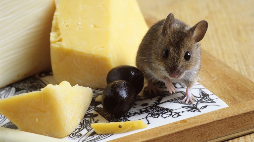 Gene therapy restores sense of smell in mice BBC News