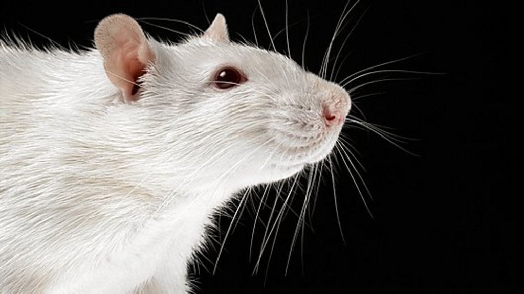 Hurricane Sandy Thousands of rodents drown at NY lab BBC News