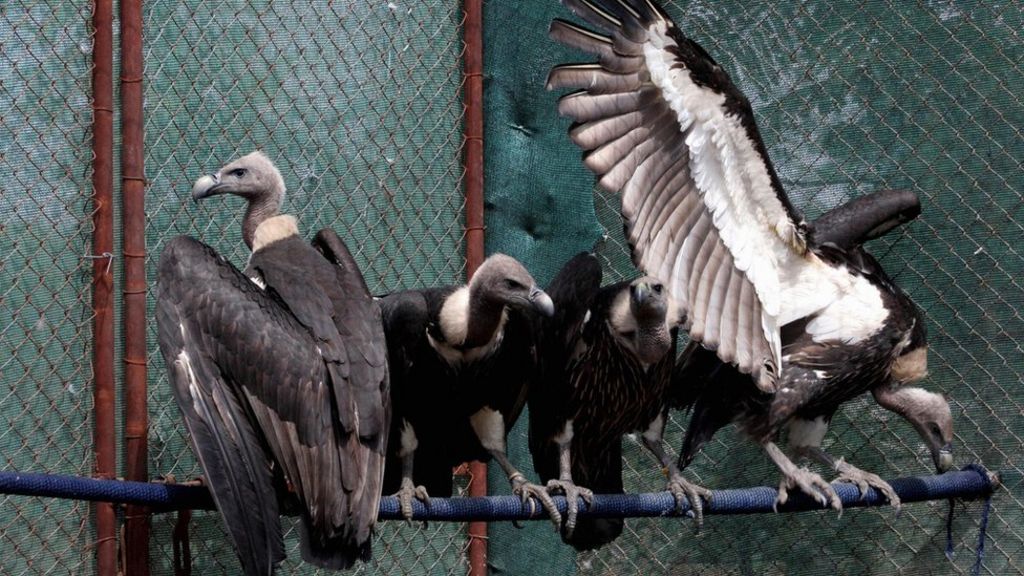 India Vultures: Halt In Rapid Decline In Numbers - BBC News