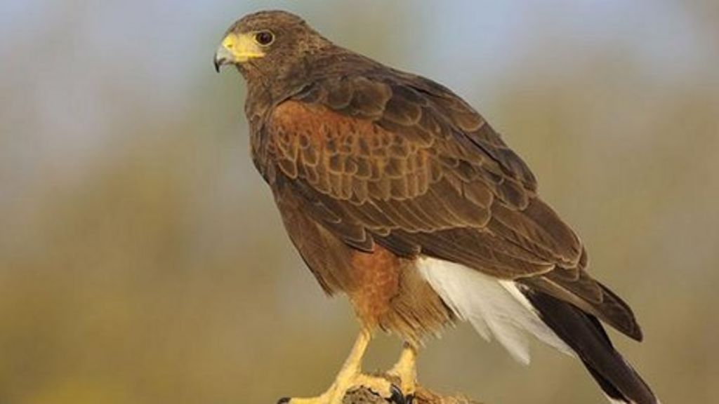 Missing Southend Harris hawk spotted in cemetery BBC News
