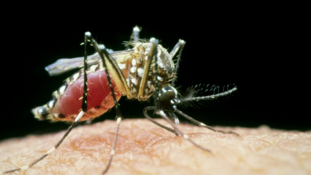 Sudans Yellow Fever Outbreak Worst For 20 Years Bbc News 