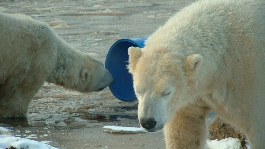 bbc earth polar bear teddy