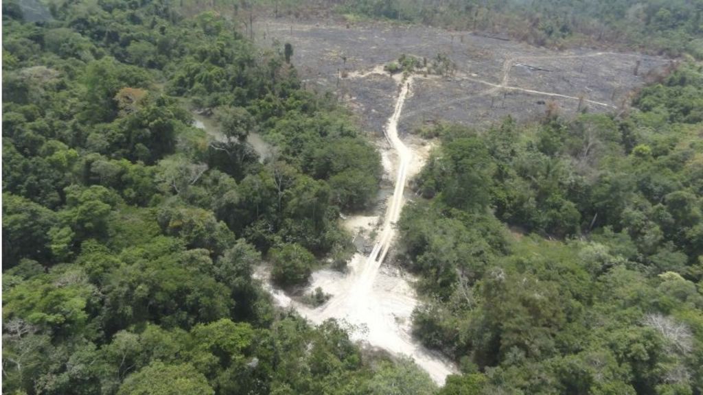 Brazil to survey Amazon rainforest BBC News