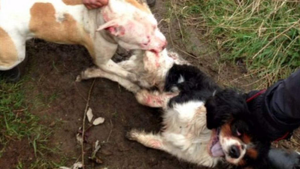 Biddenham dog attack filmed on owner's mobile phone BBC News
