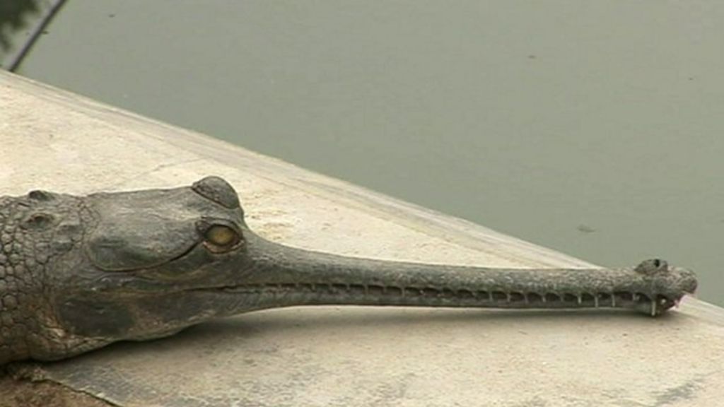 Asian Crocodile 117