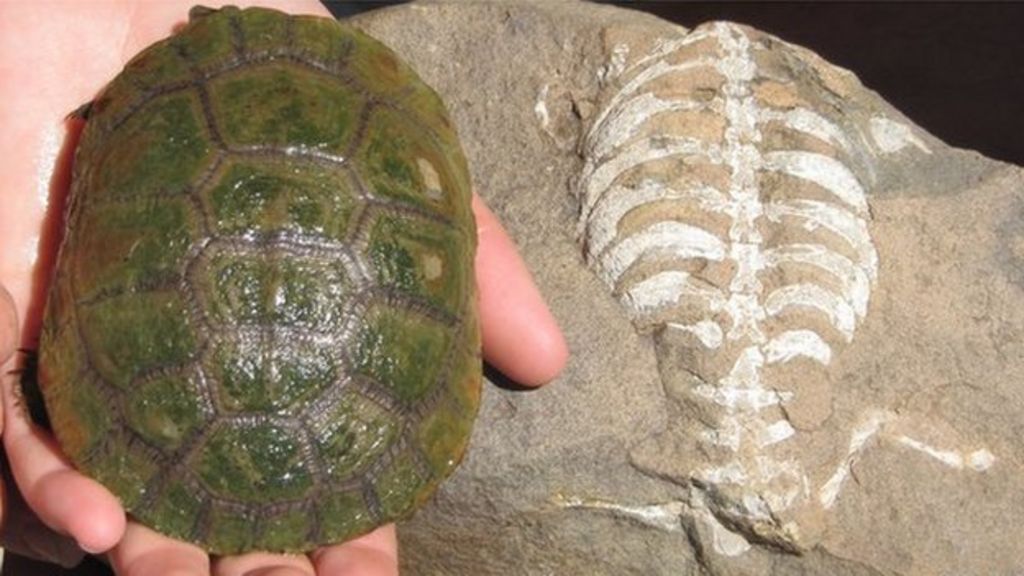 How The Turtle Got Its Unique Hard Shell Bbc News 