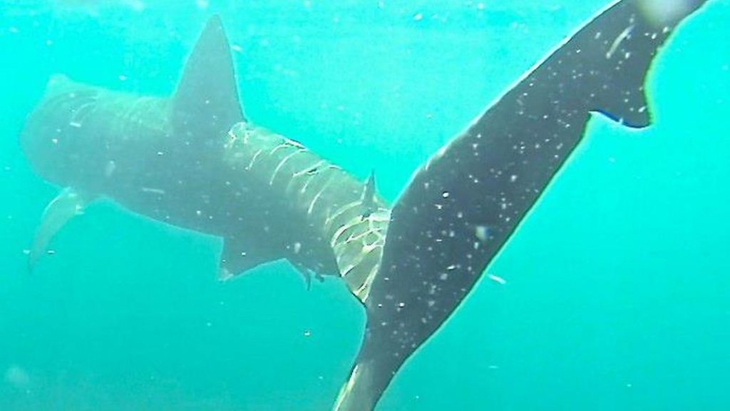 Satellite Tags Uncover Basking Shark Behaviour Bbc News 1364