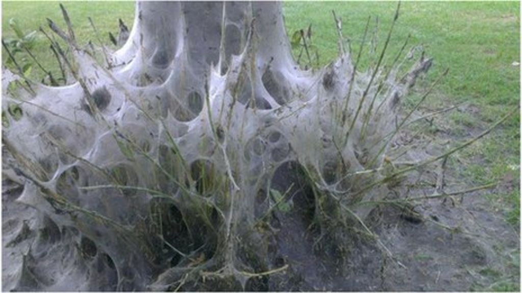 Cambridge trees stripped white by caterpillar invasion BBC News