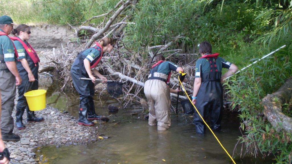 River Teme fish rescued as water