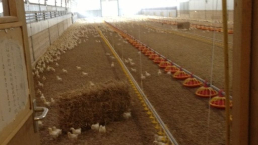 Menchine Farm chicken manure biogas plant approved BBC News