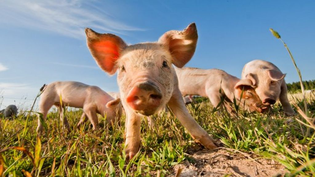Should pig swill from waste food be back on the menu? BBC News
