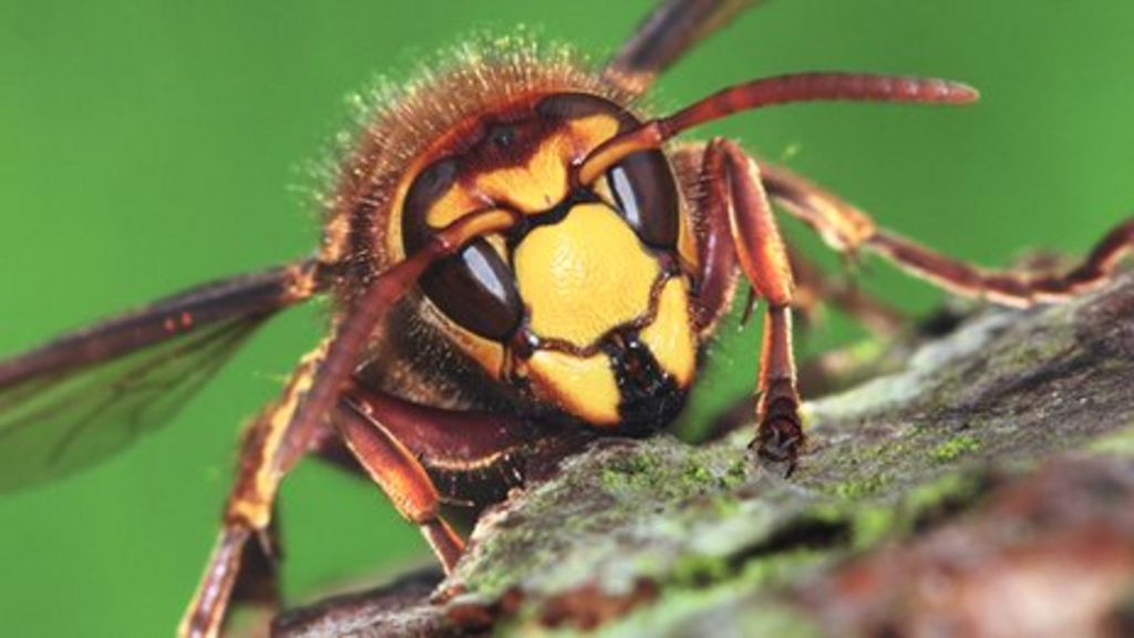 Spofforth 10k Runners Attacked By Hornets Bbc News
