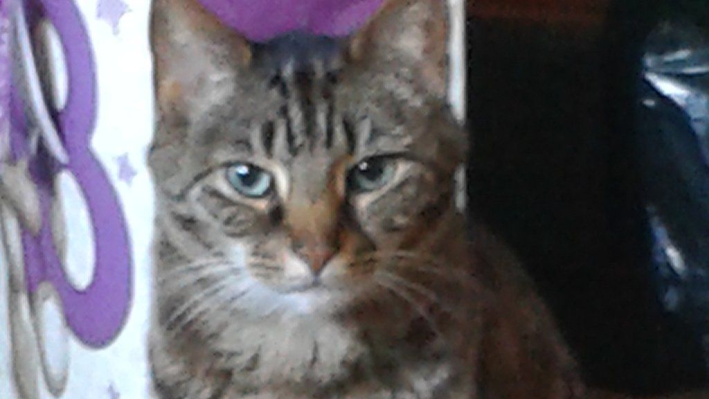 Bury St Edmunds cat 'found strangled with tape' BBC News