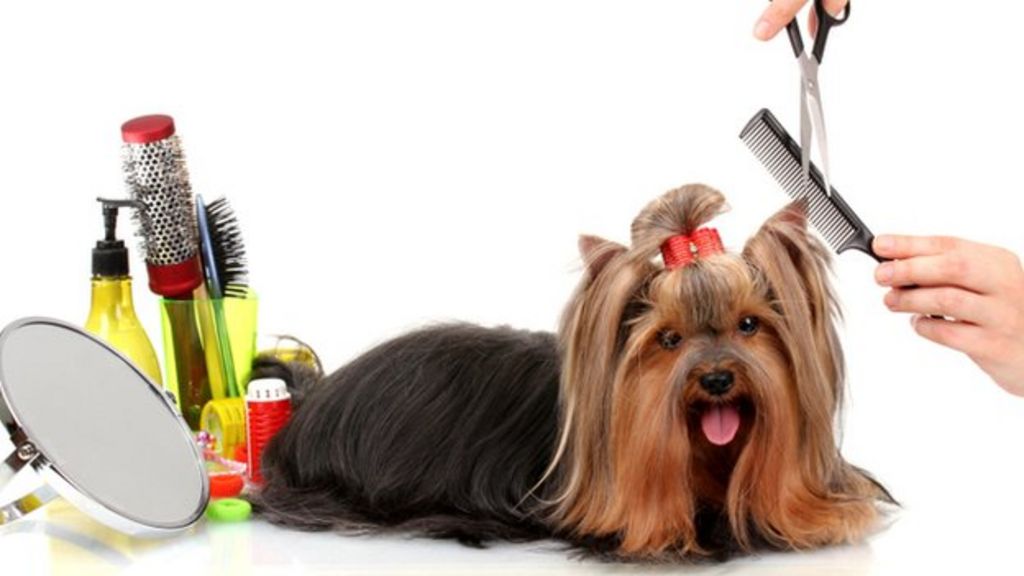 Pet projects: How US retailers are going to the dogs - BBC News