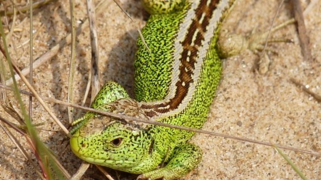 More sand lizards released on Farnham Heath BBC News