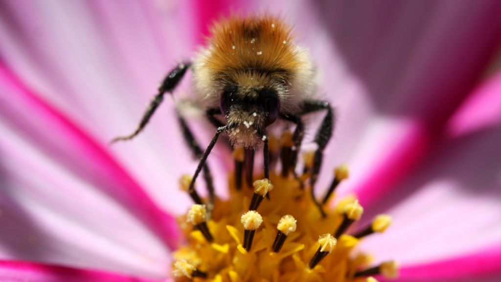 Highland honey kills bacteria, Glasgow study suggests BBC News