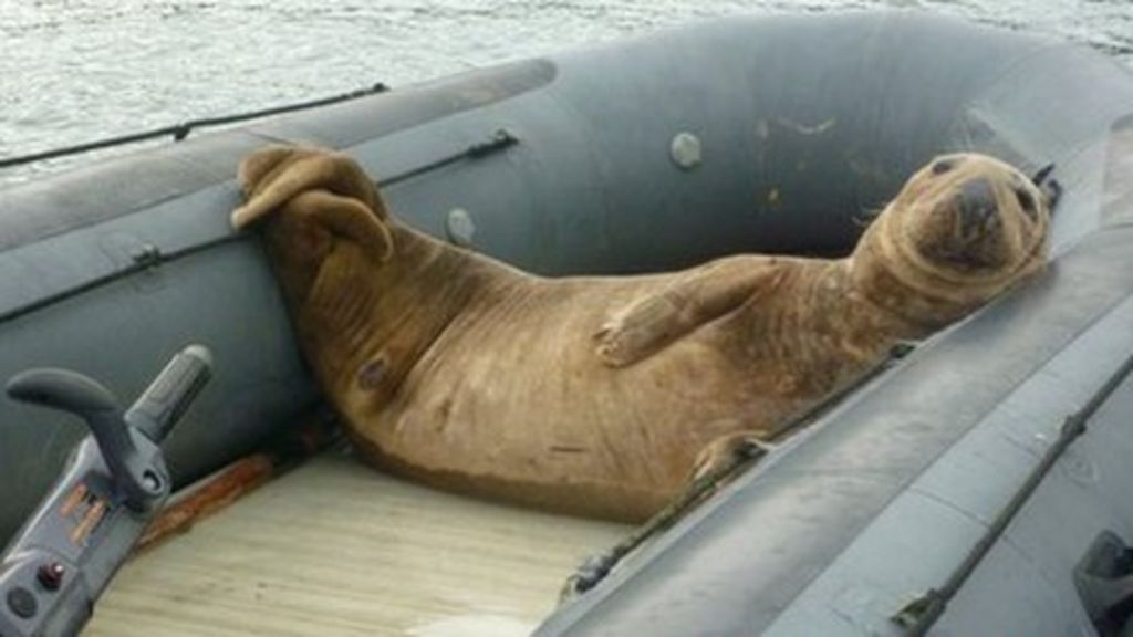 Giant Bull Seal Leaves Skomer Island Couple Stranded BBC News